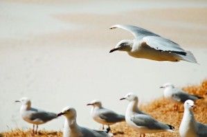 到激流岛 寻访诗人顾城最后的时光(组图)