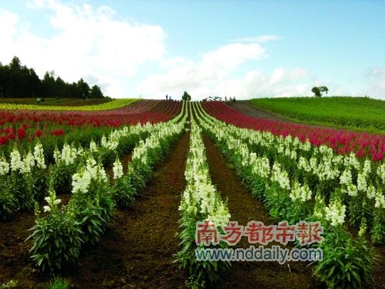 北海道:头枕花田入睡去(组图)
