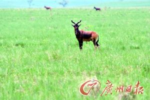 东非大裂谷 探人类源头(组图)