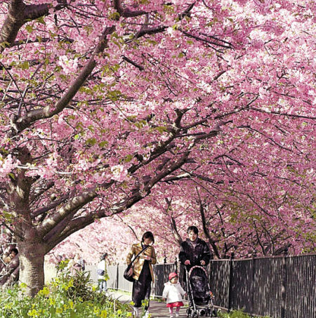 日本河津樱花盛开 (CFP) 日本:河津川边 早樱盛开(图)