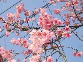 新北市乌来、三芝等地的樱花已盛开,也宣告新北市樱花季登场。 图片来源:台湾《联合晚报》 台湾:首届新北市樱花季即将开幕(图)
