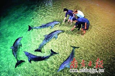 与海豚亲密接触 探寻海豚岛的奥秘(组图)