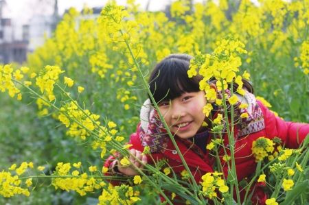 金堂的油菜花开了。 成都国际油菜花节在金堂开幕(图)