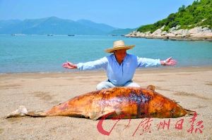 搁浅的白海豚体长超过两米。