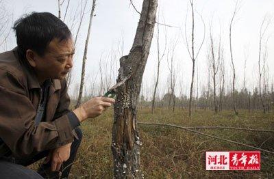农林专家查看枯死的柳树。
