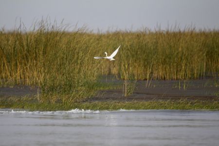 九段沙湿地