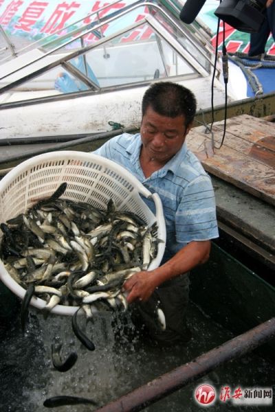 在江苏省洪泽湖大堤，大量鱼苗被放流。新华社