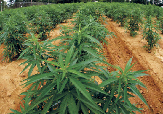 揭秘美国大麻农场:合法外衣下的毒品交易|大麻