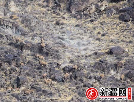 雪豹追捕野生北山羊瞬间(通讯员沈志君摄)