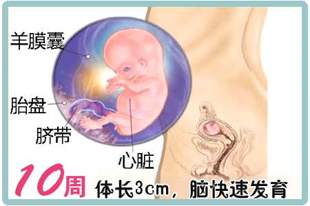 怀孕第10周胎儿图