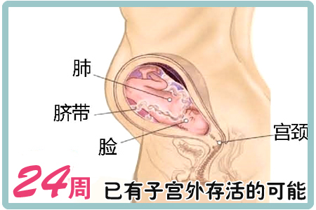 妈妈怀孕24周_全程育儿指导