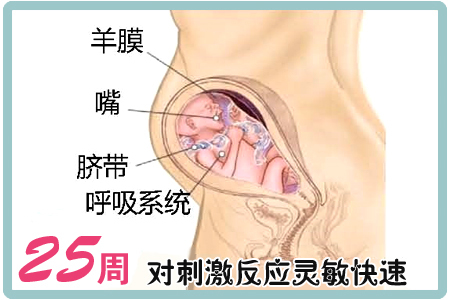 怀孕第25周胎儿图