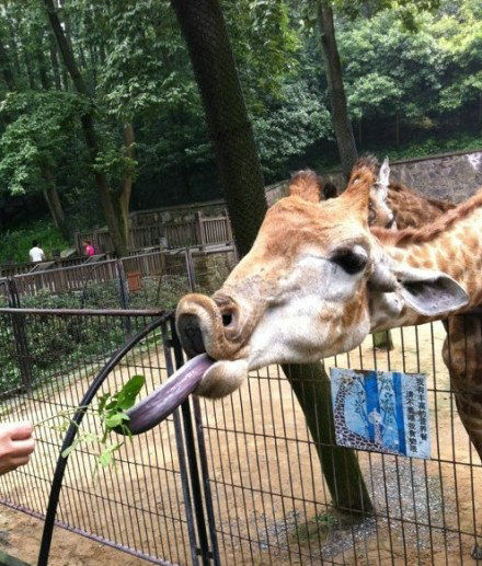 图哥乐呵:最萌小萝莉柔道对战