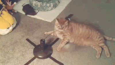节操精选节操精选141231：百无聊赖的猫生啊！