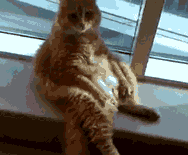 节操精选节操精选141231：百无聊赖的猫生啊！