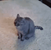 节操精选节操精选141231：百无聊赖的猫生啊！