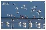 图文：近万只候鸟飞临北戴河沿海湿地