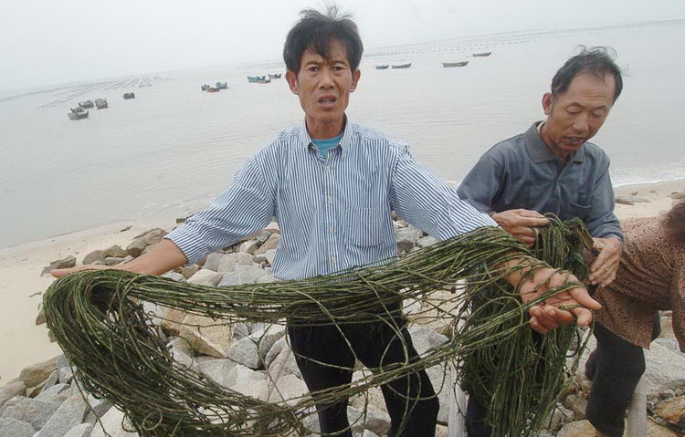 图文:村民拿着死亡紫菜欲哭无泪