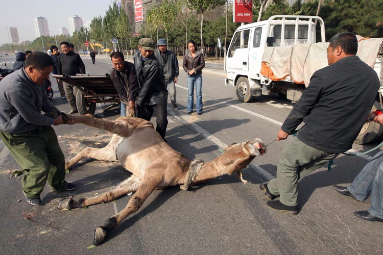 骡子被大风吹倒头磕马路死亡(图)