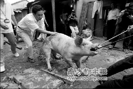 广东东莞将养猪列为主要污染源后年起禁养