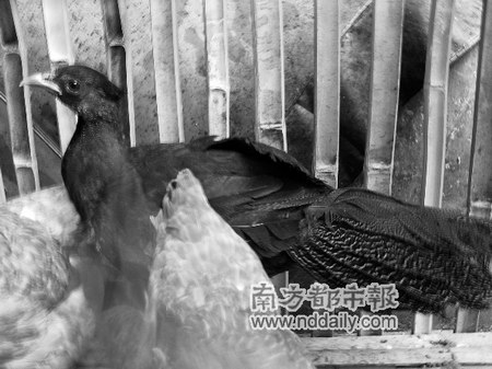 广东国家森林公园门口餐馆公开宰售野生动物