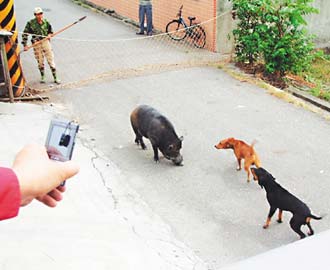 重逾100台斤山猪逛大街 捕山猪高手撒网制伏图