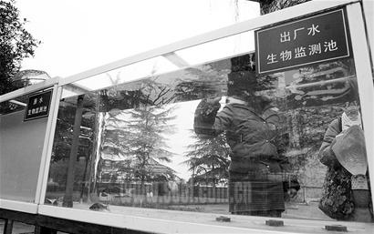 水质好不好?养群鲤鱼来预警