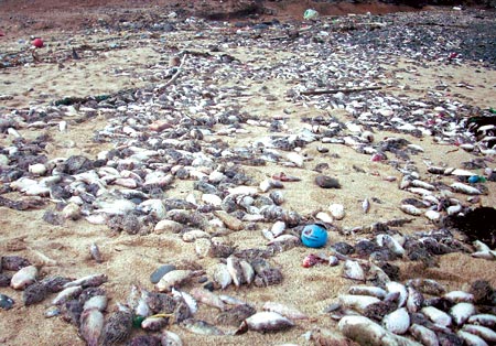数十年来最大规模 澎湖逾三千吨鱼群冻毙图