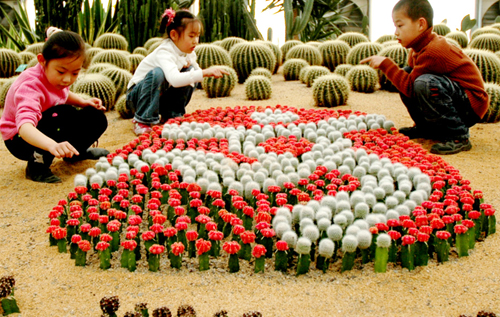沙漠里仙人球巧拼北京奥运会会徽(图)