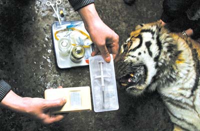 重庆为动物植入电子身份证(图)