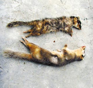 �㶫������Ҽ���Ȼ��������ѩ�ֻ������ƻ�