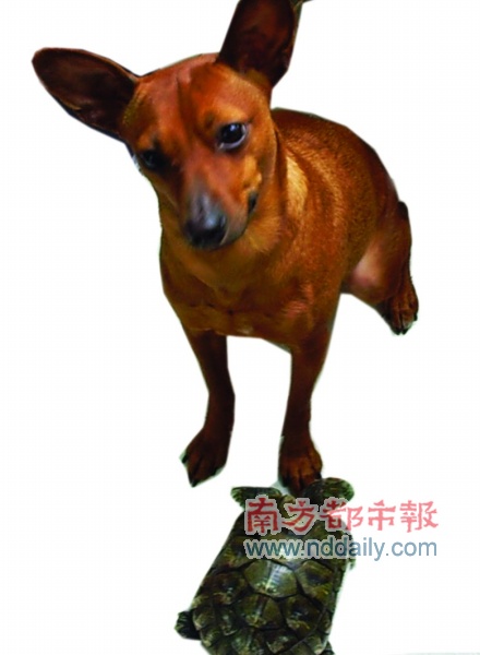 狗狗 看病 小 狗 不 治 身亡 深圳 狗 医生 考试 开始 ...