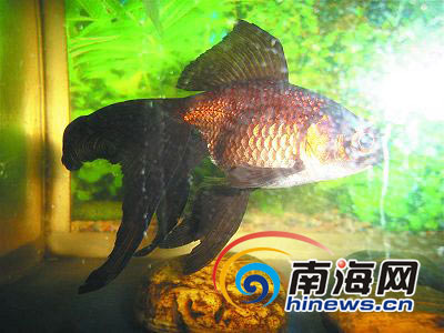 奇事:黑金鱼变成黄金鱼 2只眼变成4只眼[图]
