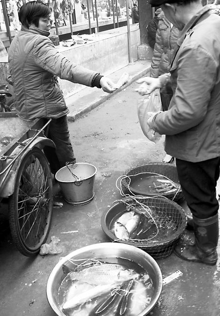 顶风捕鱼千米河段撒满网