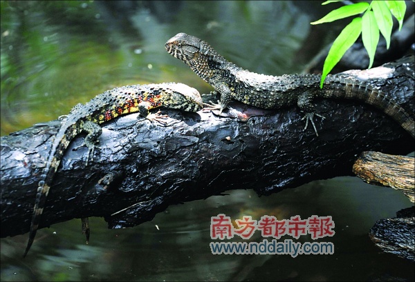 鳄蜥慵懒地活了2亿年