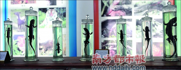 鳄蜥慵懒地活了2亿年
