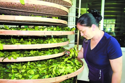 通过6 · 18平台 华安解决夏季茶叶发酵难题