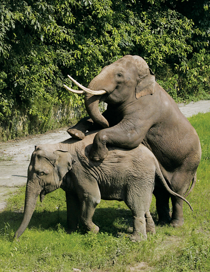 成都象姐姐与重庆郎“入洞房”_新闻中心_新浪网