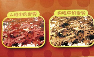 科学季揭秘动物眼力 狗看红变绿猫活在单色世界