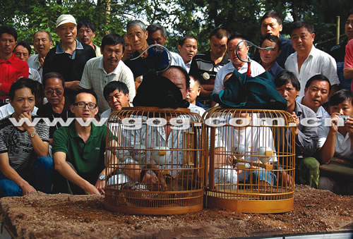 来自云南,广西,四川,湖南等省市及贵州各地的数千名画眉爱好者,参与了