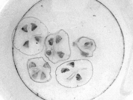 四川达州发现水中国宝桃花水母(图)