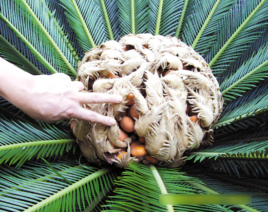 百棵铁树开花结果