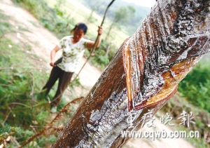 重庆万亩松林因被割皮取脂遭严重破坏(图)