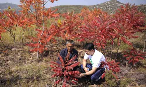 10月2日,力行植林慈善基金会会员庄厚明(右)与当地村民方金海在检查