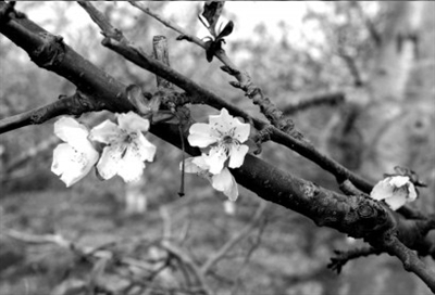 樱桃树提前6个月开花