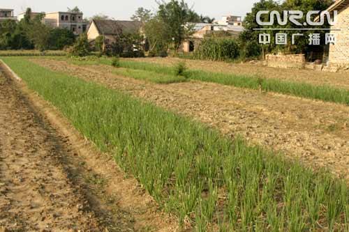 广西百色 农事村办服务站全心为农民服务