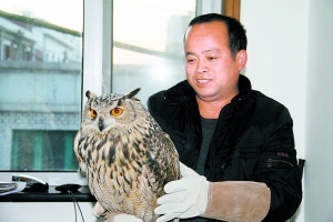 延庆市民救助雕枭小䴙䴘