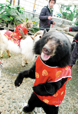 狒狒动物园之星怎么下 8fb175f4a01f6e4078d0a9dea6b1f629.jpg