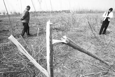 小树均被从腰部掰断