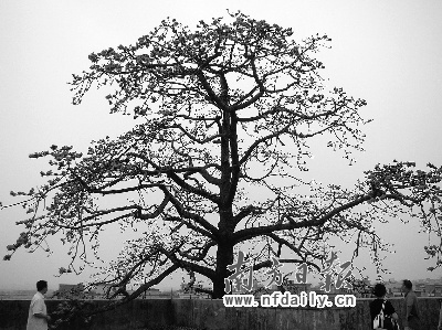龙塘村有棵300年木棉树